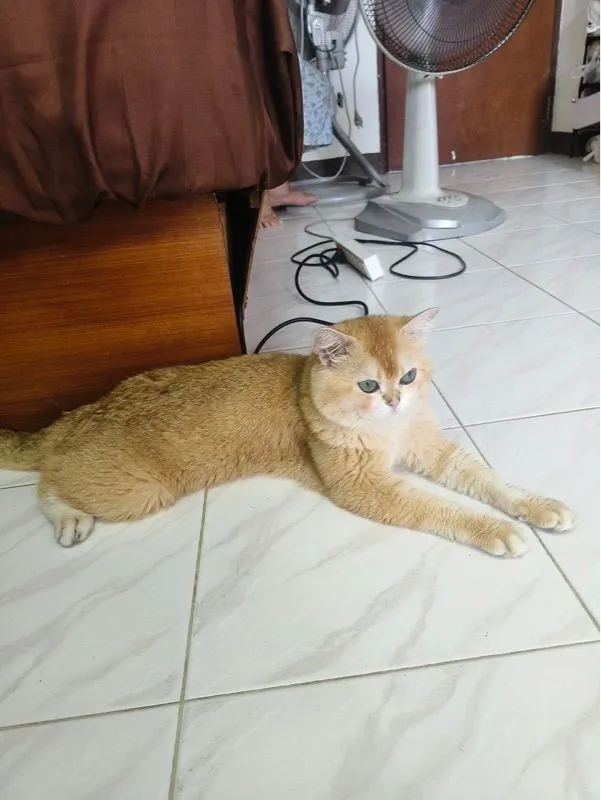 แมวพันธุ์บริติชช็อตแฮร์สีทอง ตัวผู้ อายุ1ปี