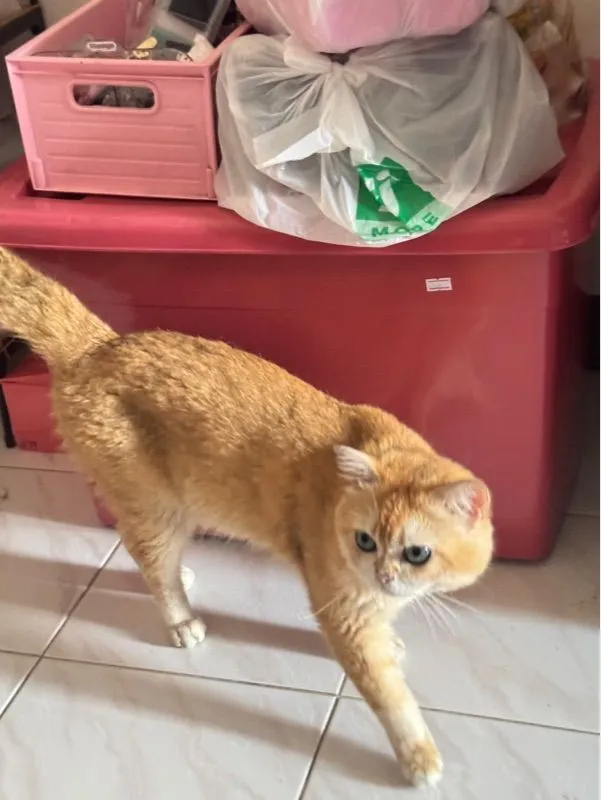แมวพันธุ์บริติชช็อตแฮร์สีทอง ตัวผู้ อายุ1ปี
