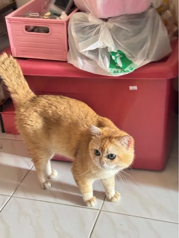 แมวพันธุ์บริติชช็อตแฮร์สีทอง ตัวผู้ อายุ1ปี