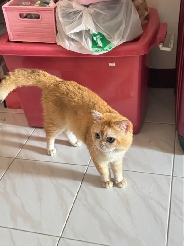 แมวพันธุ์บริติชช็อตแฮร์สีทอง ตัวผู้ อายุ1ปี
