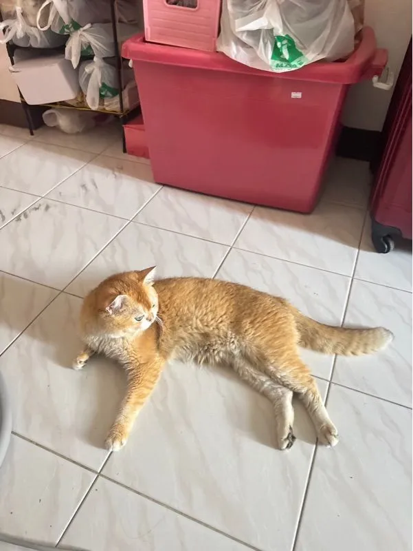 แมวพันธุ์บริติชช็อตแฮร์สีทอง ตัวผู้ อายุ1ปี