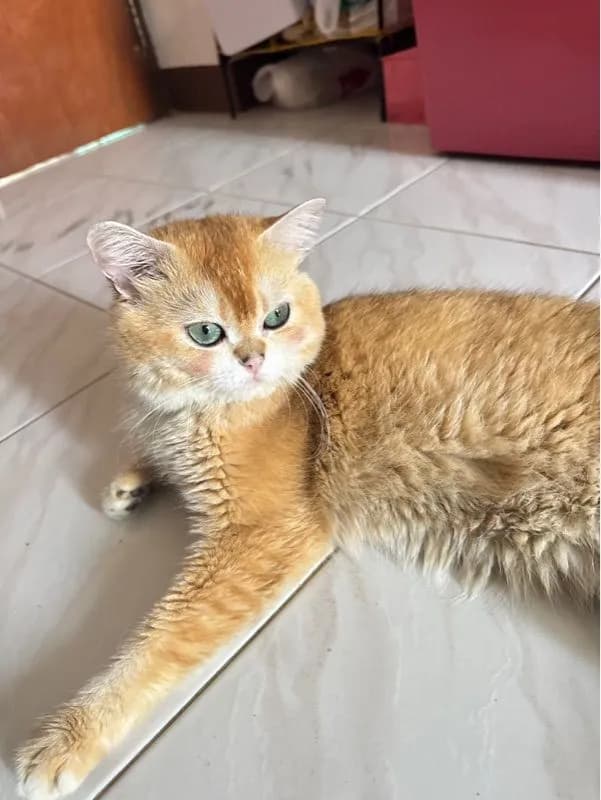 แมวพันธุ์บริติชช็อตแฮร์สีทอง ตัวผู้ อายุ1ปี