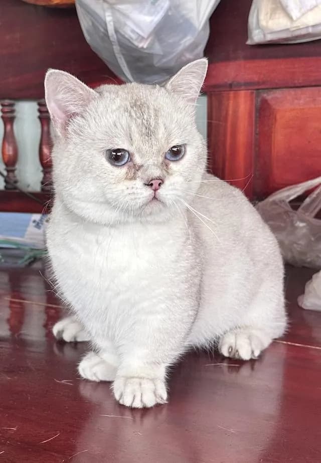 แมว บริติช มันช์กิ้น