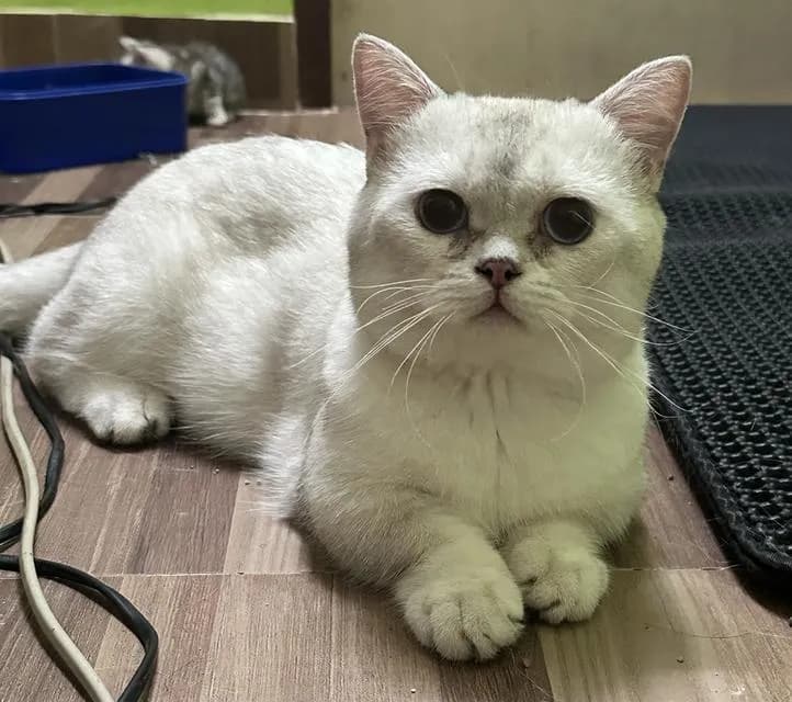 แมว บริติช มันช์กิ้น