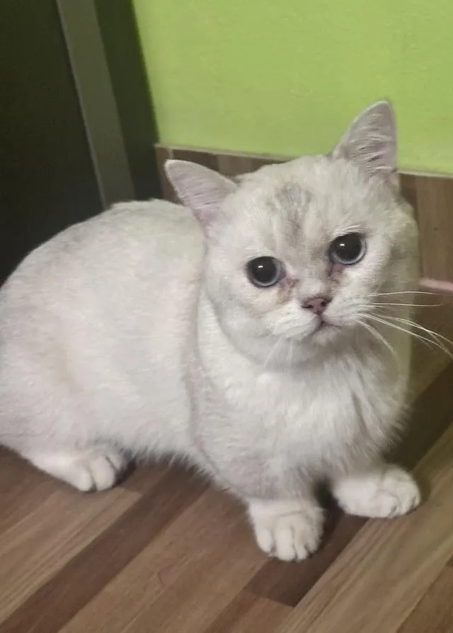แมว บริติช มันช์กิ้น