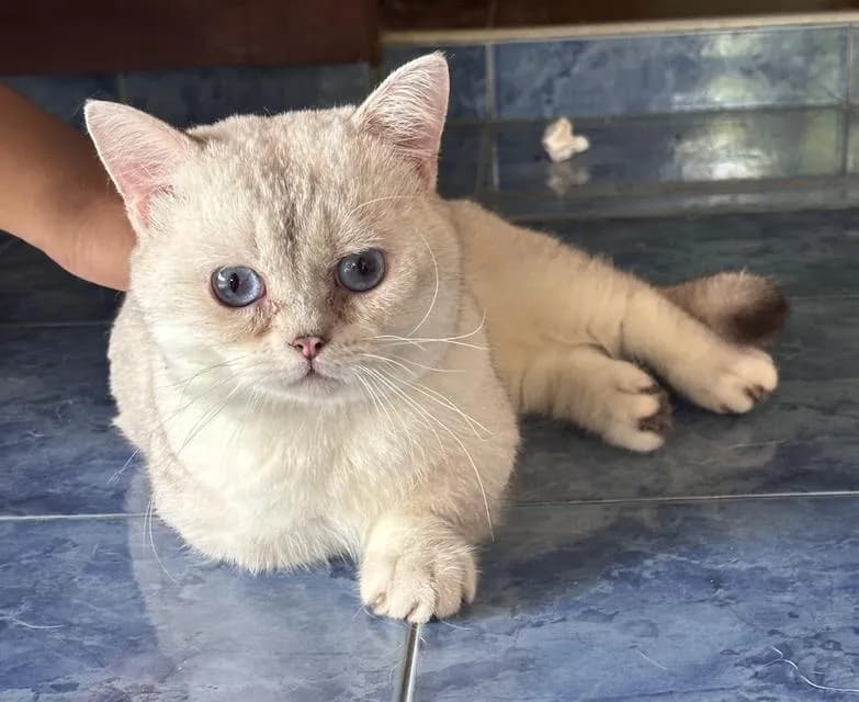แมว บริติช มันช์กิ้น