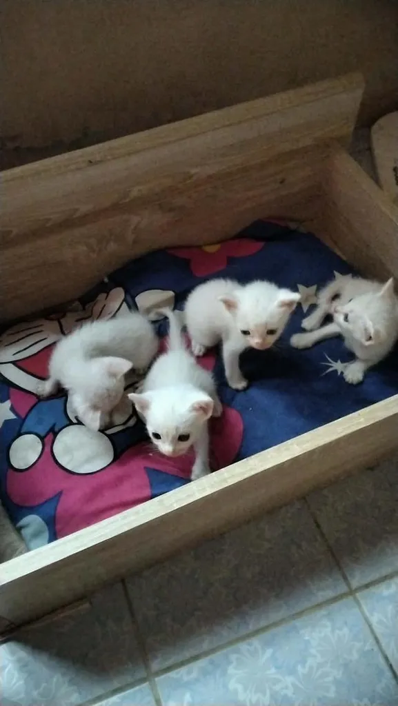 ลูกแมวขาวมณีตาสีฟ้า ลูกแมว2เดือนตาสีฟ้า