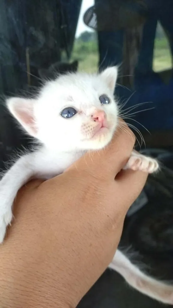 ลูกแมวขาวมณีตาสีฟ้า ลูกแมว2เดือนตาสีฟ้า