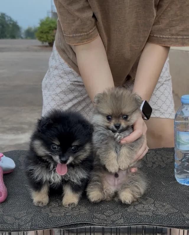 สุนัข พันธุ์ปอมเมอเรเนี่ยน
