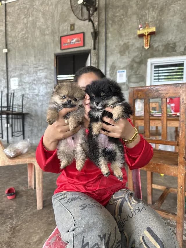 สุนัข พันธุ์ปอมเมอเรเนี่ยน