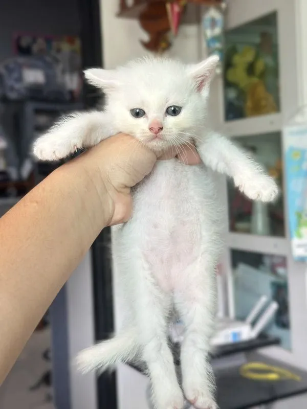 ลูกแมว