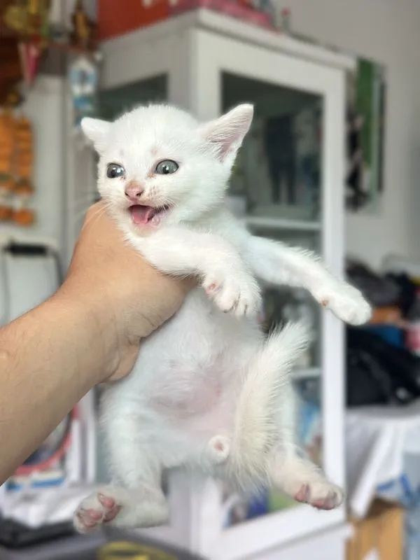ลูกแมว