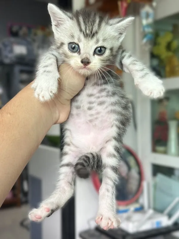 ลูกแมว