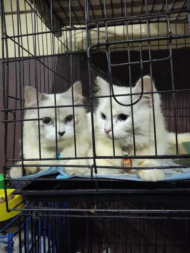 น้องแมว เปอร์เซีย ผสม วิเชียรมาศ