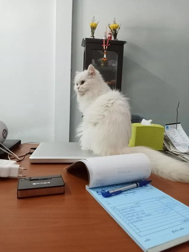 น้องแมว เปอร์เซีย ผสม วิเชียรมาศ