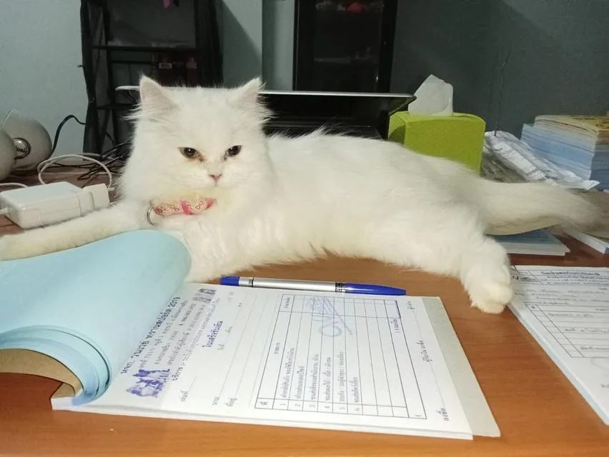 น้องแมว เปอร์เซีย ผสม วิเชียรมาศ