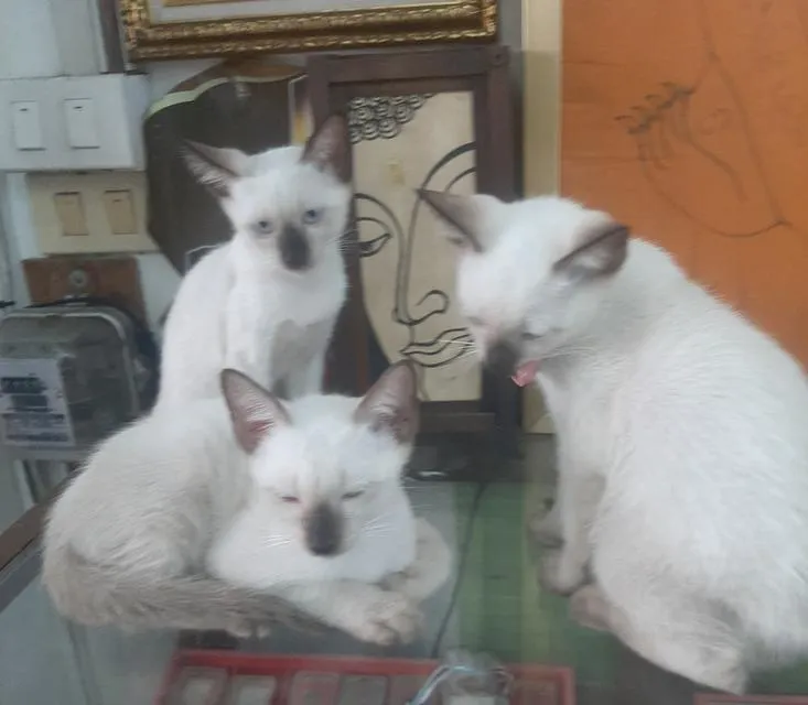 ลูกแมววิเชียรมาศแท้ มีใบเพด (SIAMESE CAT)