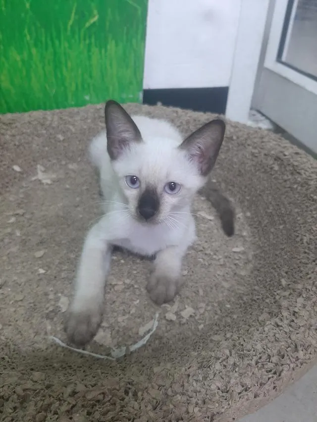 ลูกแมววิเชียรมาศแท้ มีใบเพด (SIAMESE CAT)