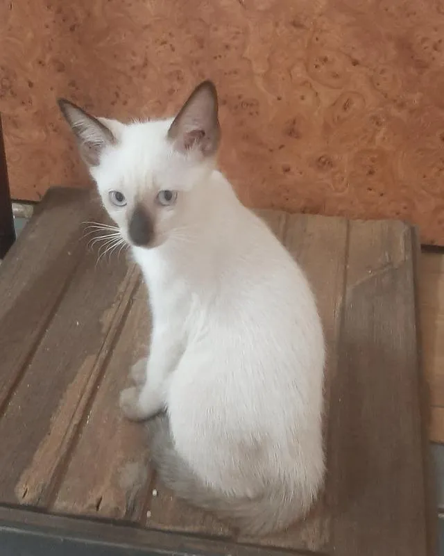 ลูกแมววิเชียรมาศแท้ มีใบเพด (SIAMESE CAT)