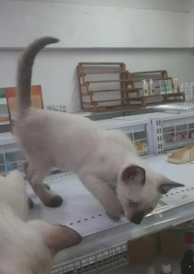 ลูกแมววิเชียรมาศแท้ มีใบเพด (SIAMESE CAT)