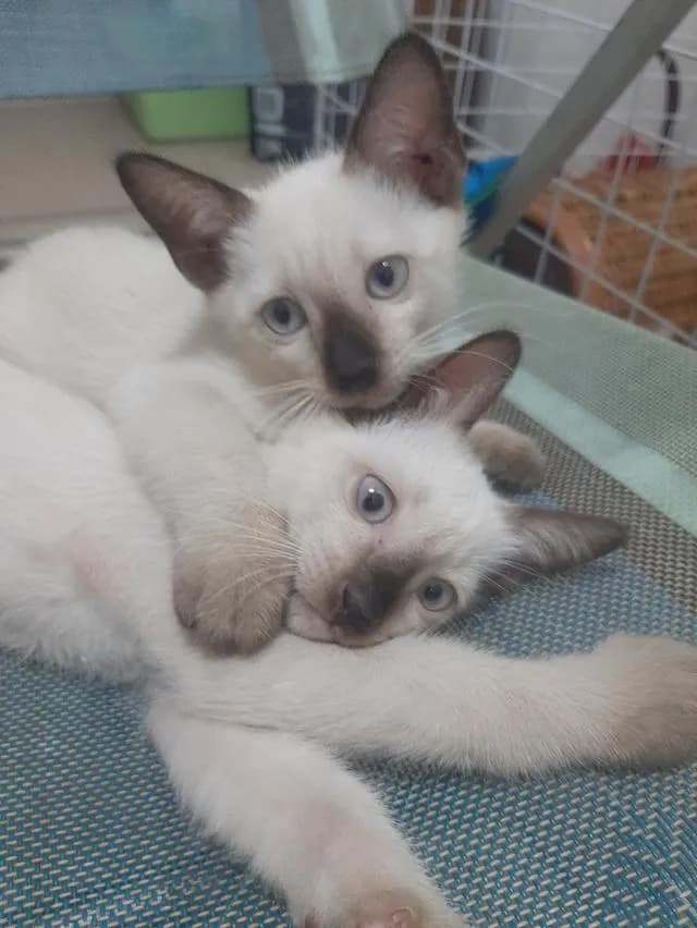 ลูกแมววิเชียรมาศแท้ มีใบเพด (SIAMESE CAT)