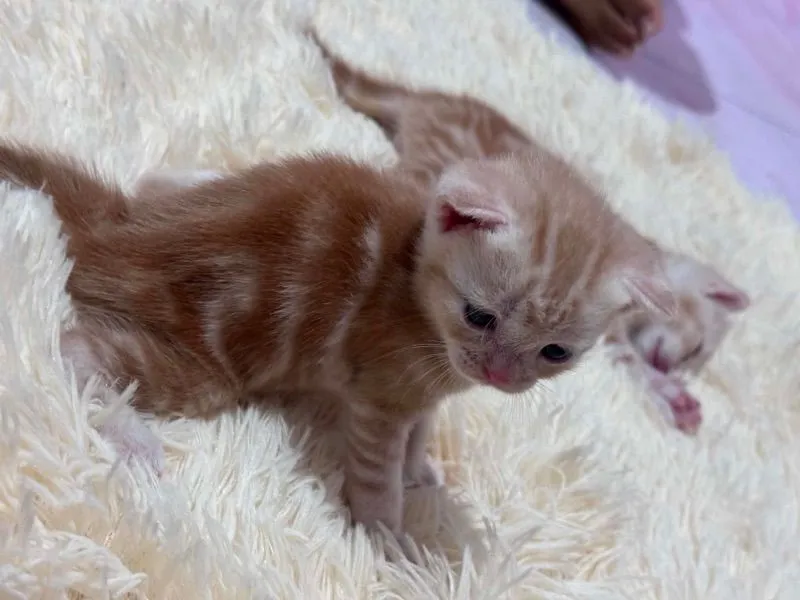 แมวอเมริกัน Short แฮร์