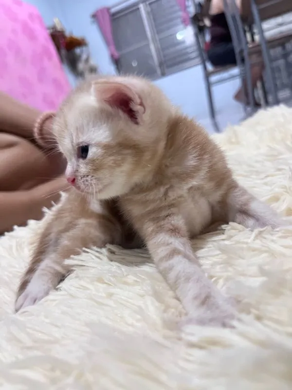 แมวอเมริกัน Short แฮร์