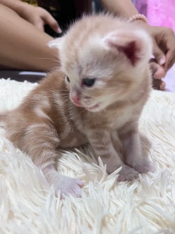แมวอเมริกัน Short แฮร์