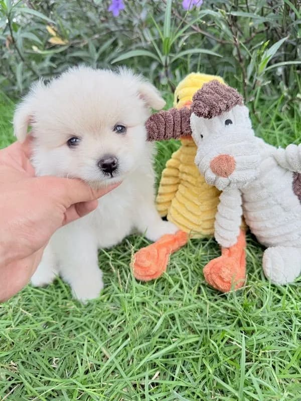 🐩ปอมเมอเรเนียน🚺เพศเมีย