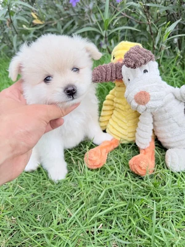 🐩ปอมเมอเรเนียน🚺เพศเมีย