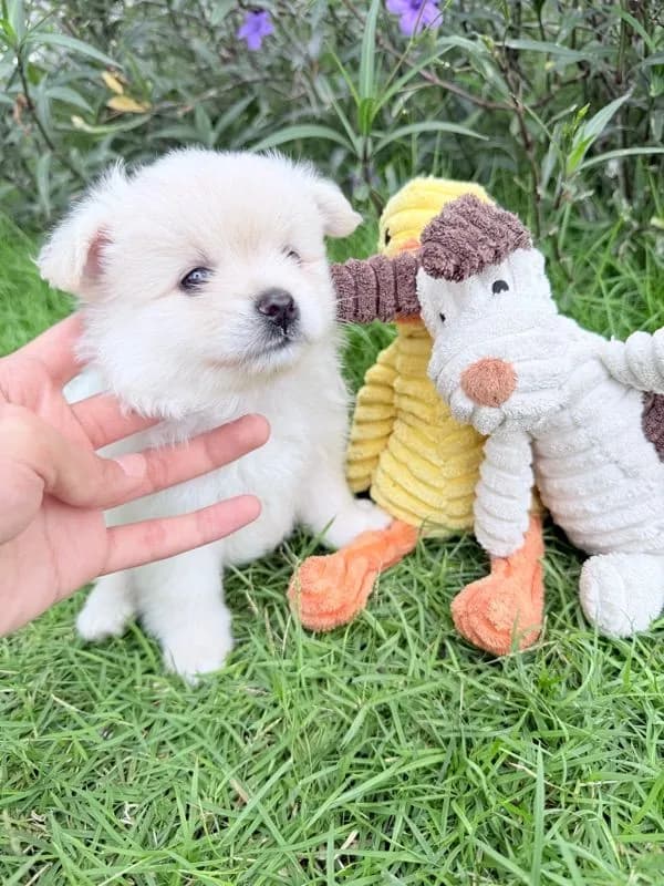 🐩ปอมเมอเรเนียน🚺เพศเมีย