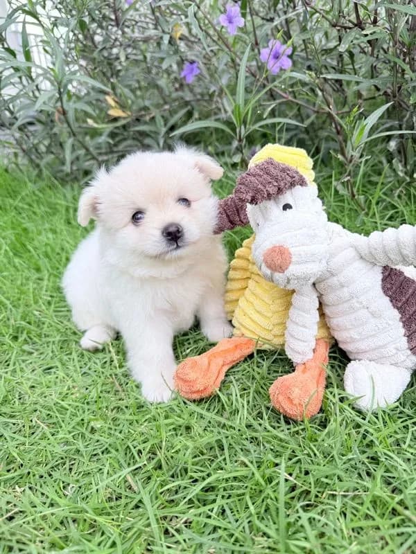 🐩ปอมเมอเรเนียน🚺เพศเมีย