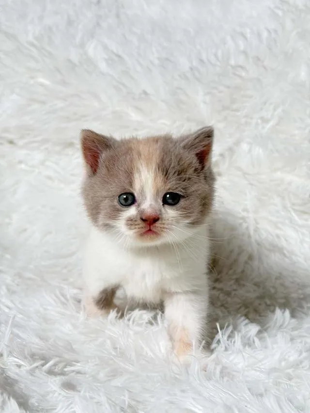 บริติชช็อตแฮร์ Lilac Tortie with white