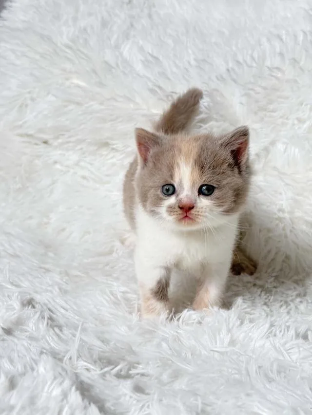 บริติชช็อตแฮร์ Lilac Tortie with white