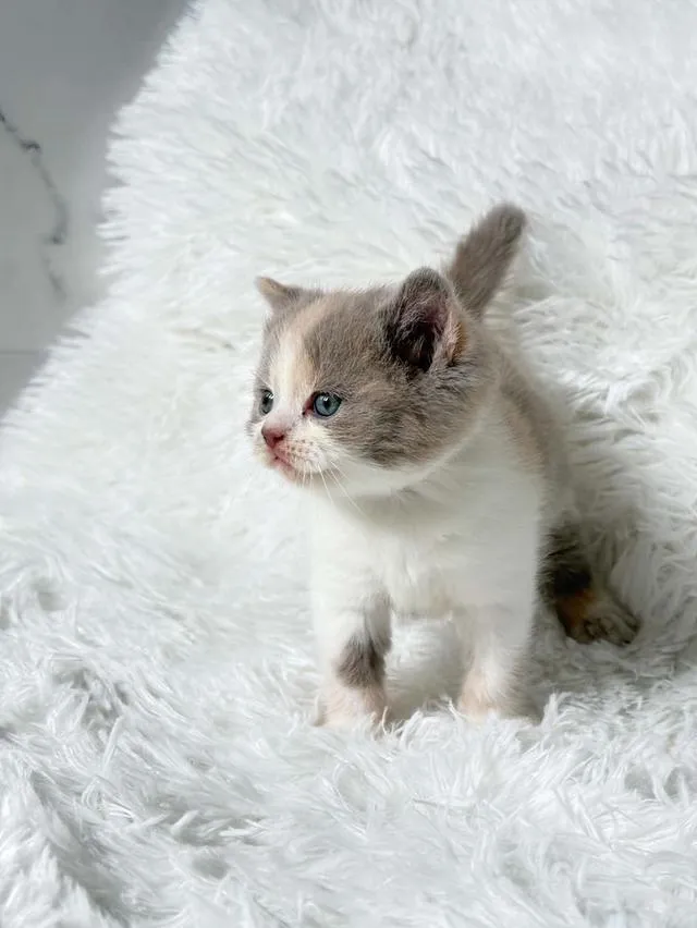 บริติชช็อตแฮร์ Lilac Tortie with white