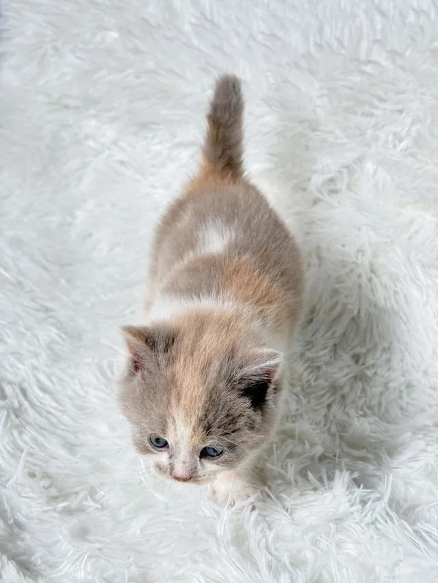 บริติชช็อตแฮร์ Lilac Tortie with white