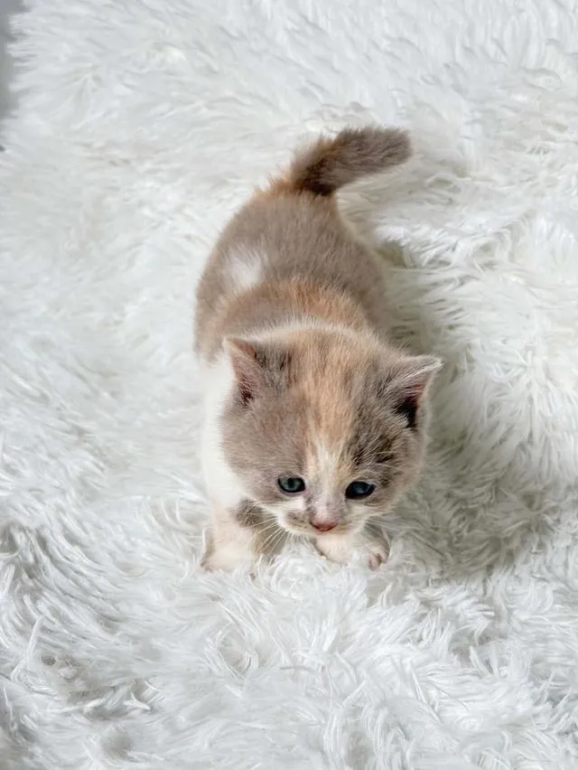 บริติชช็อตแฮร์ Lilac Tortie with white