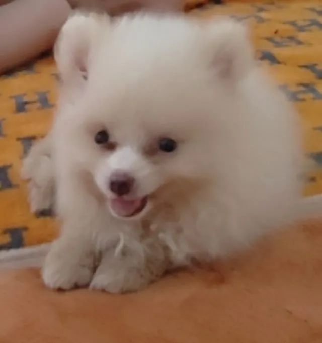 ขายหมอปอมแท้ ตาฟ้า