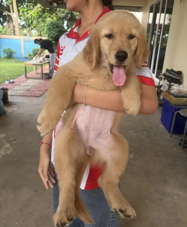 🐶 ลูกโกลเด้นรีทรีฟเวอร์ พร้อมย้ายบ้านค่ะ