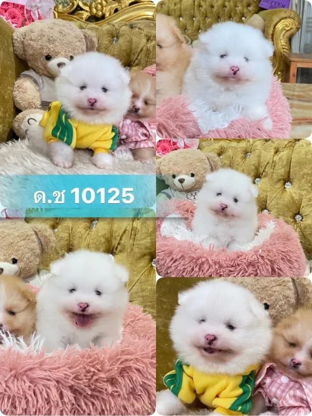 จำหน่ายน้องสุนัขปอมเมอเรเนียนแท้