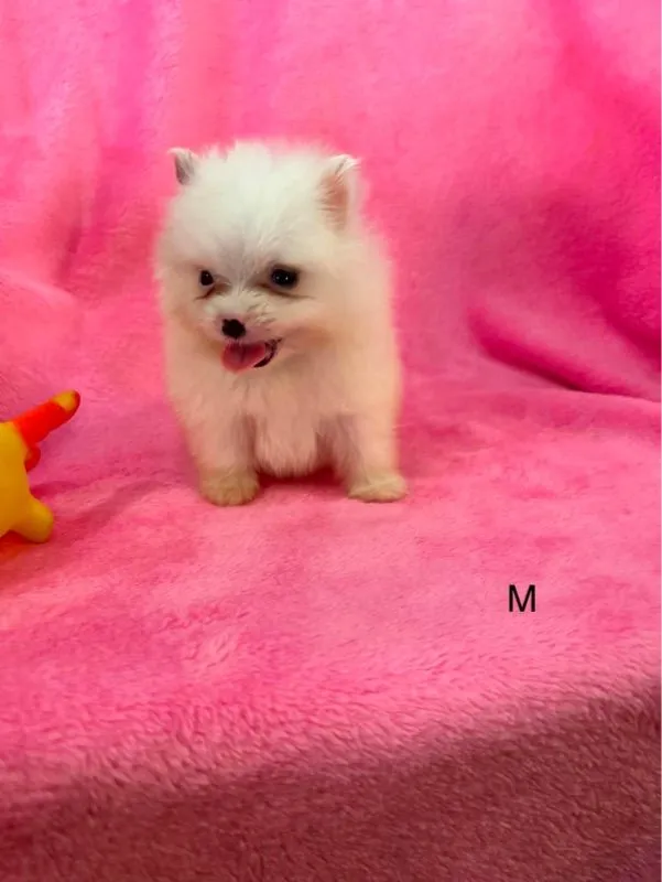 ลูกปอมเมอเรเนียน