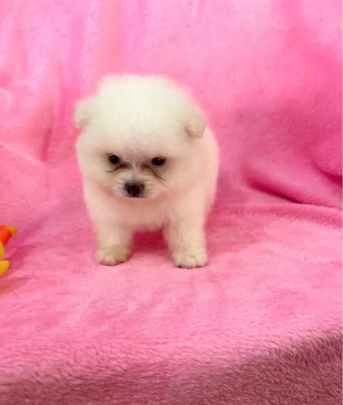 ลูกปอมเมอเรเนียน