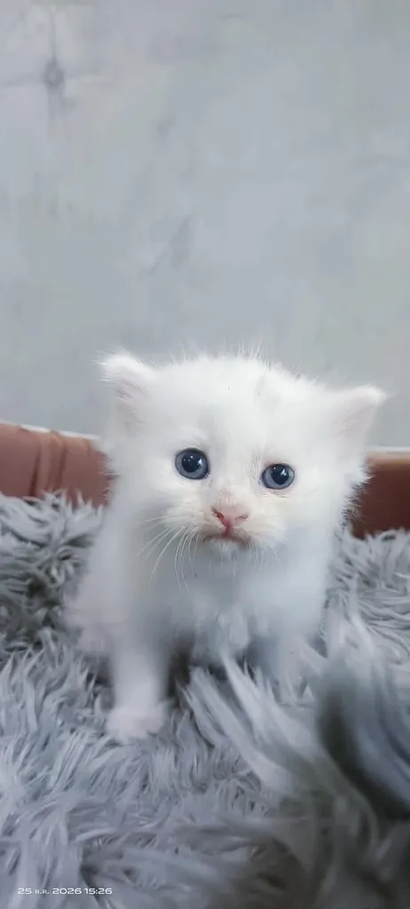 ลูกแมวเมนคูนเสี่ยวเปอร์เซีย พ่อเมนคูน+แมเมนคูนเปอร์เซีย