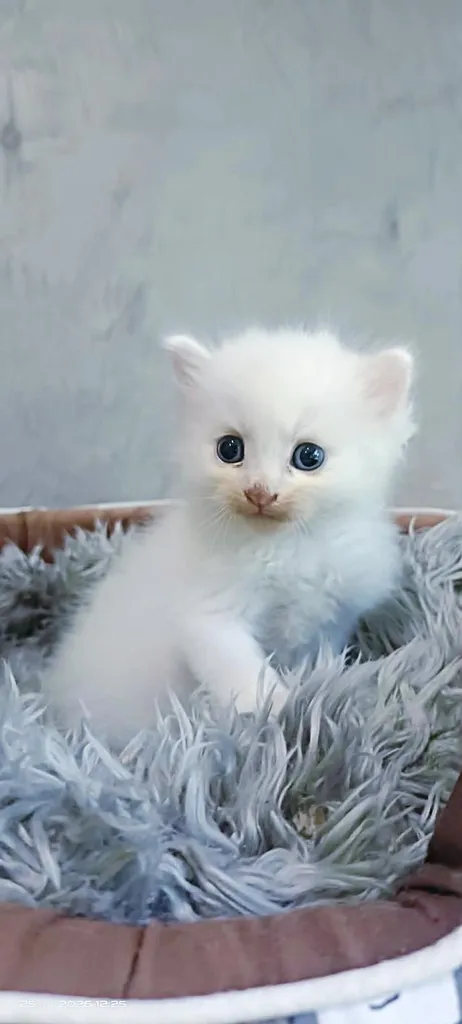 ลูกแมวเมนคูนเสี่ยวเปอร์เซีย พ่อเมนคูน+แมเมนคูนเปอร์เซีย