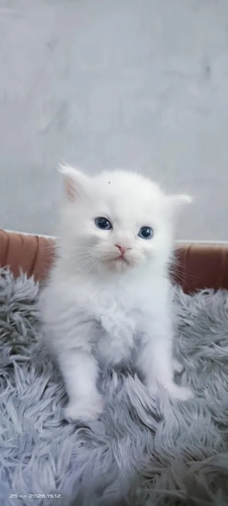 ลูกแมวเมนคูนเสี่ยวเปอร์เซีย พ่อเมนคูน+แมเมนคูนเปอร์เซีย