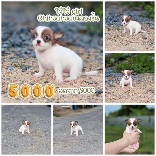 ชิวาวาแท้ ขนสองชั้นเพศเมีย
