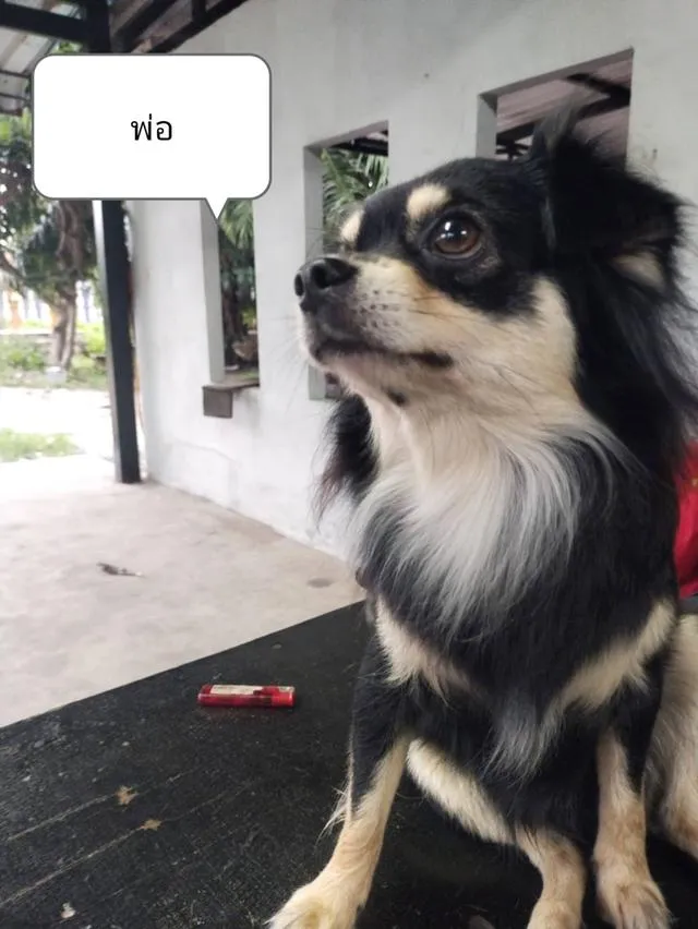 สุนัขชิวาวาสีดำเพศเมีย