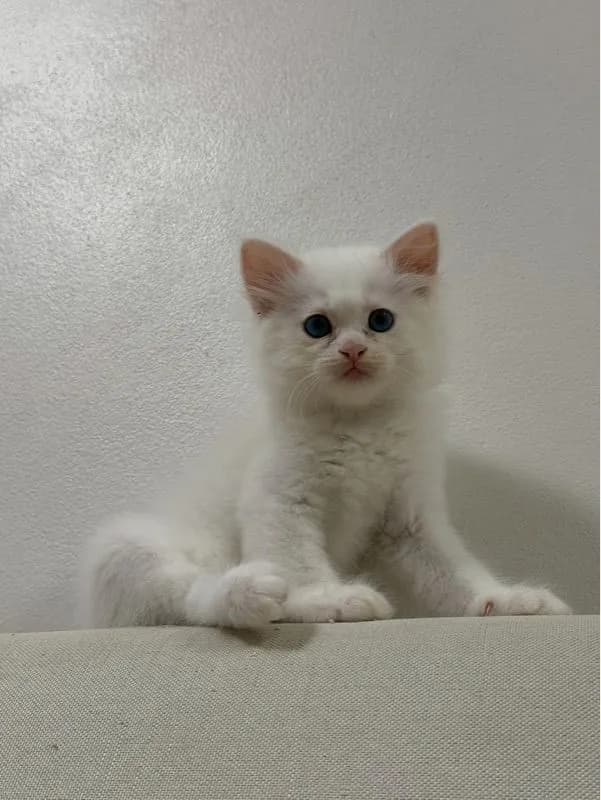 ลูกเเมวเปอร์เซีอย