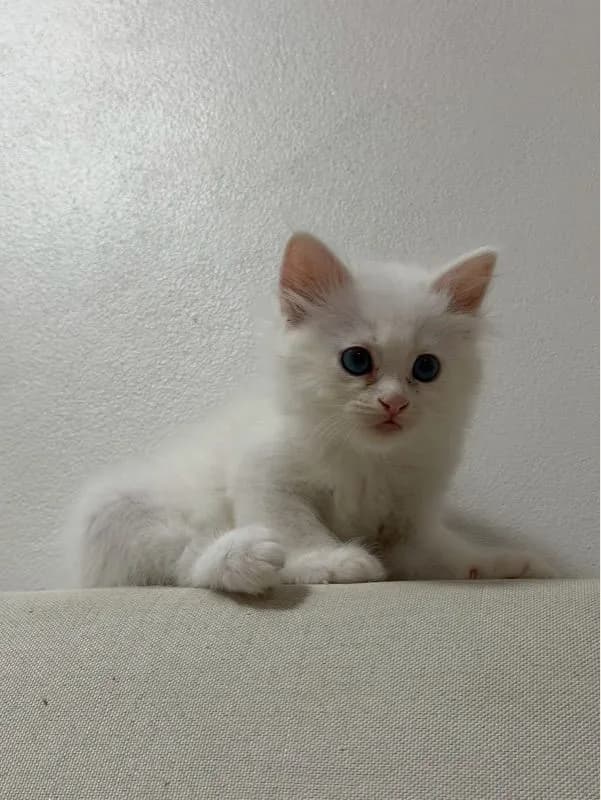 ลูกเเมวเปอร์เซีอย