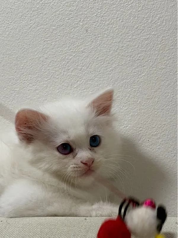 ลูกเเมวเปอร์เซีอย
